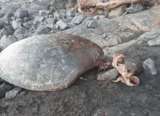 « Ils avaient déjà découpé la tortue » : un braconnier interpellé par les agents de l’OFB ils-avaient-deja-decoupe-la-tortue-un-braconnier-interpelle-par-les-agents-de-lofb