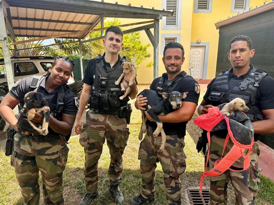 trente-six-chiens-en-danger-captures-en-petite-terre