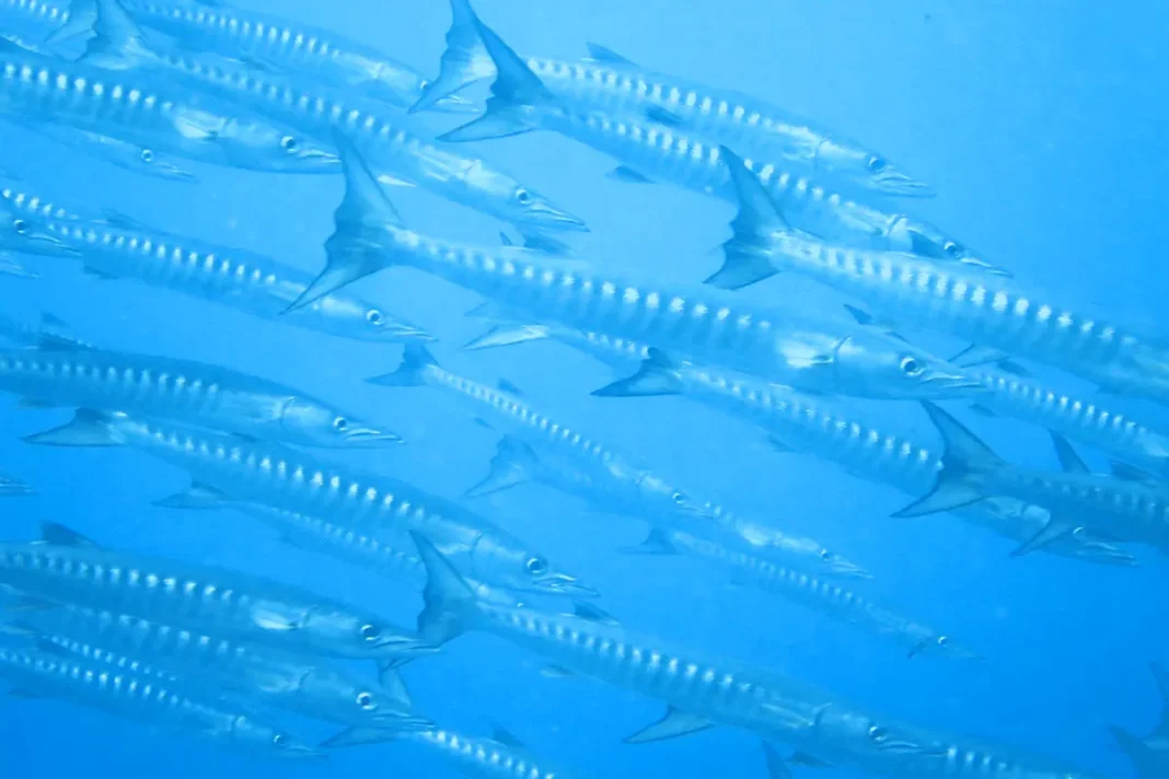 A Mayotte, le secteur de la pêche peine à s’organiser et à percevoir les aides après Chido