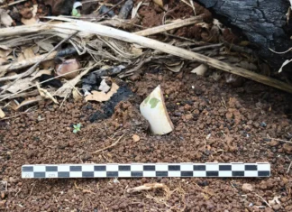 Chido pourrait avoir révélé de nouveaux vestiges archéologiques chido-pourrait-avoir-revele-de-nouveaux-vestiges-archeologiques