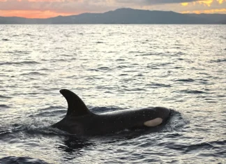 “Des étoiles dans les yeux” après avoir reconnu une orque déjà passée par Mayotte des-etoiles-dans-les-yeux-apres-avoir-reconnu-une-orque-deja-passee-par-mayotte