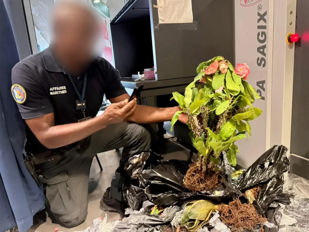 Lutter contre le trafic d’espèces protégées à Mayotte