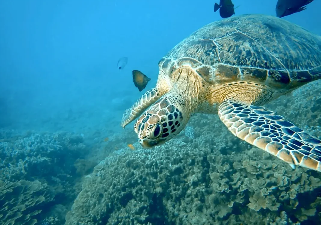 Une chanson pour la journée mondiale de la tortue à Mayotte