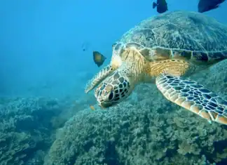 Une chanson pour la journée mondiale de la tortue à Mayotte Une chanson pour la journée mondiale de la tortue à Mayotte