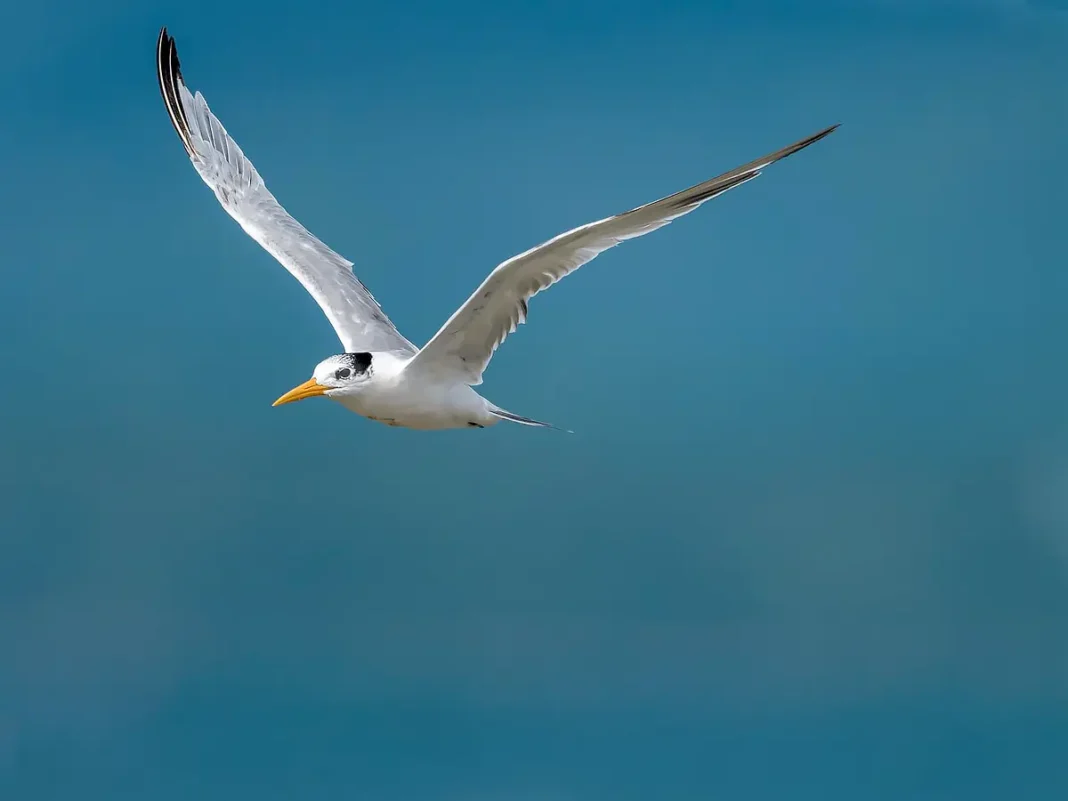 Une sortie pour observer les oiseaux de Petite-Terre