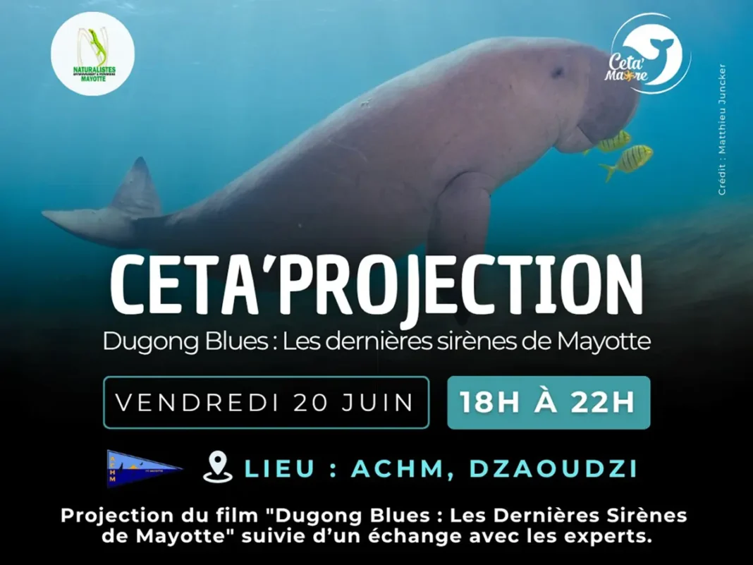 Ce vendredi, une soirée pour tout savoir sur le dugong à Petite-Terre