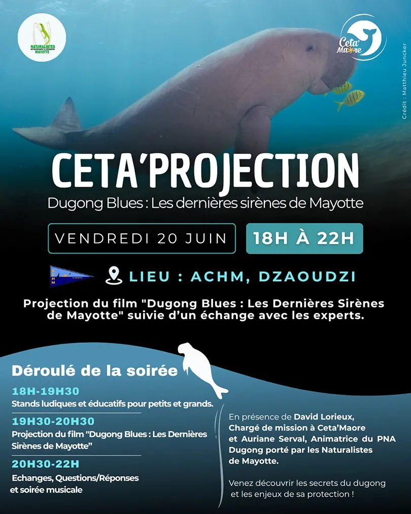Ce vendredi, une soirée pour tout savoir sur le dugong à Petite-Terre