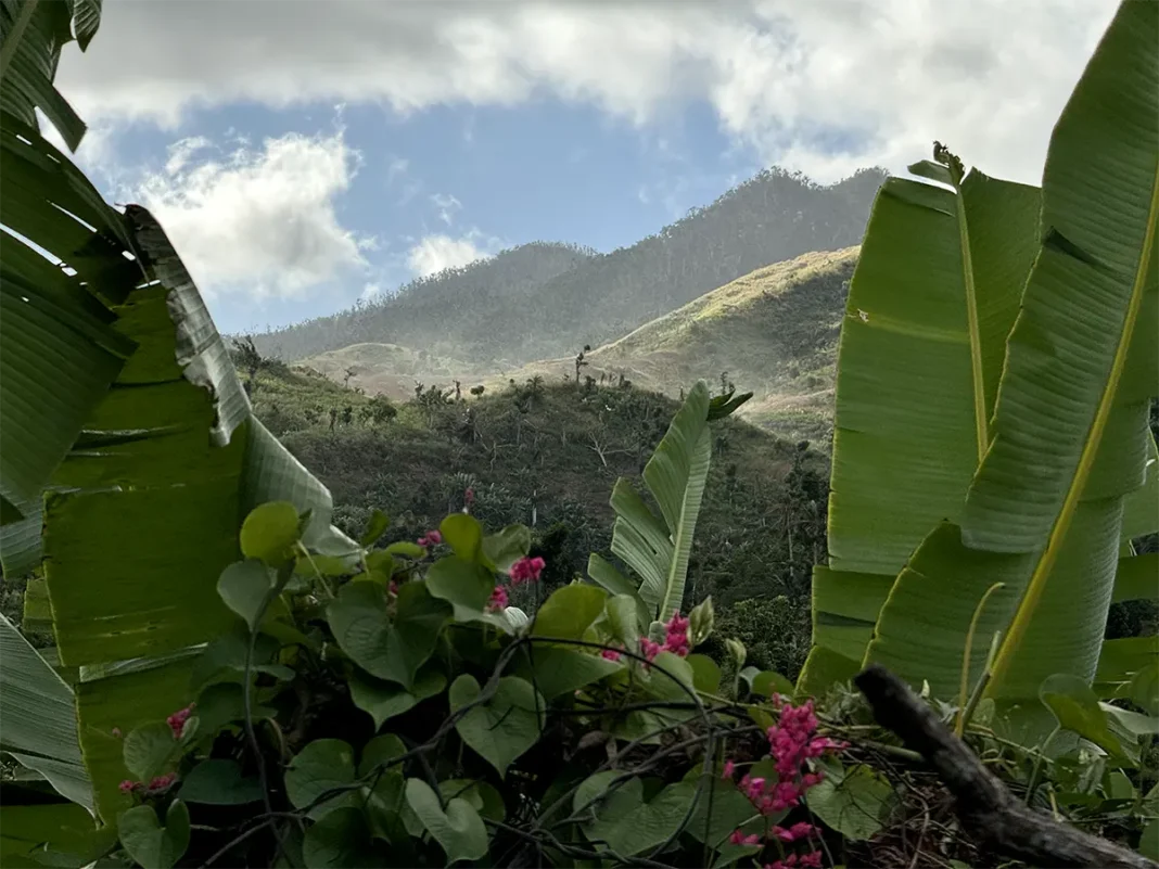 Six mois après Chido, la nature de Mayotte fait face à plusieurs dangers