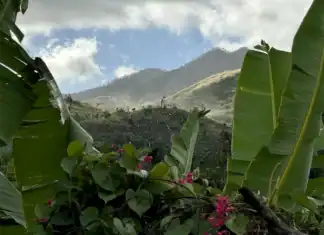 Six mois après Chido, la nature de Mayotte fait face à plusieurs dangers Six mois après Chido, la nature de Mayotte fait face à plusieurs dangers
