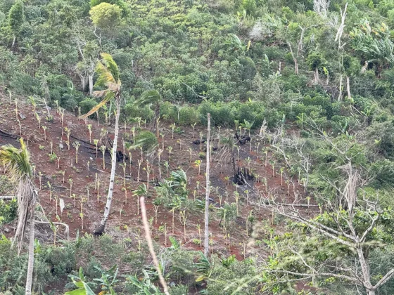 Six mois après Chido, la nature de Mayotte fait face à plusieurs dangers