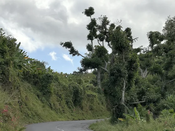 Six mois après Chido, la nature de Mayotte fait face à plusieurs dangers