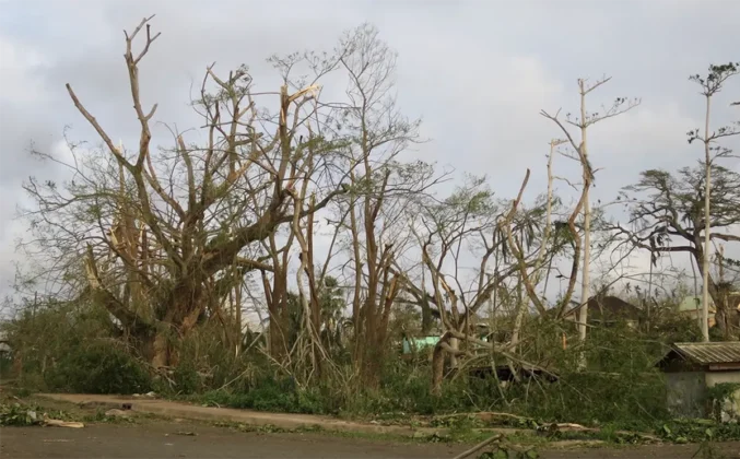 Six mois après Chido, la nature de Mayotte fait face à plusieurs dangers