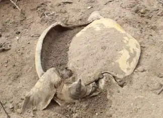 Six tortues vertes retrouvées mutilées sur la plage de Papani Six tortues vertes retrouvées mutilées sur la plage de Papani