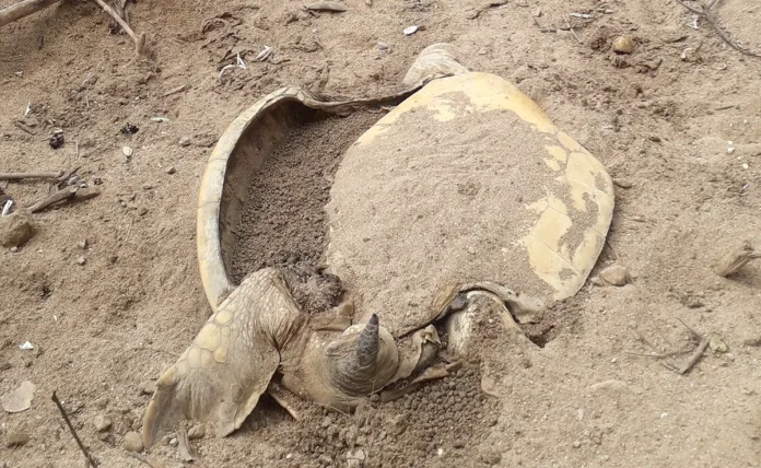 Six tortues vertes retrouvées mutilées sur la plage de Papani