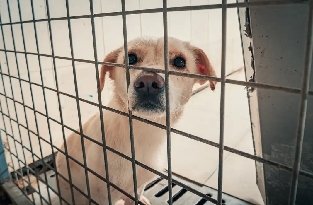 Une campagne contre l’abandon des animaux