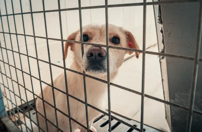 Une campagne contre l’abandon des animaux