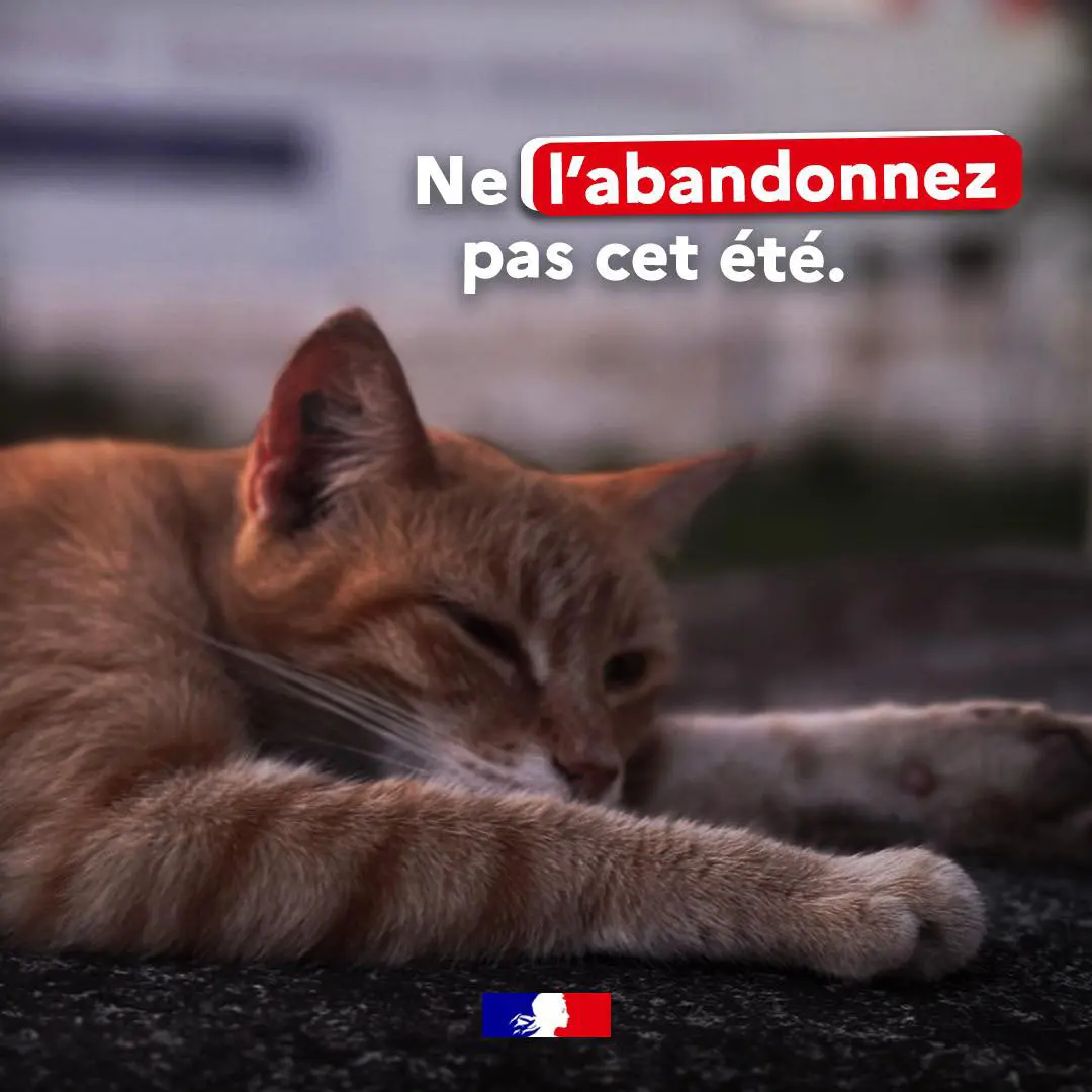 Une campagne contre l’abandon des animaux