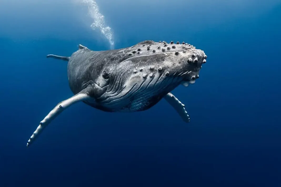 Les baleines à bosse sont de retour à Mayotte