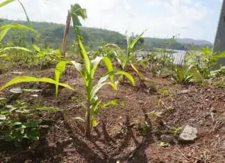Plus de six mois après Chido, les fruits et légumes locaux réapparaissent timidement Plus de six mois après Chido, les fruits et légumes locaux réapparaissent timidement