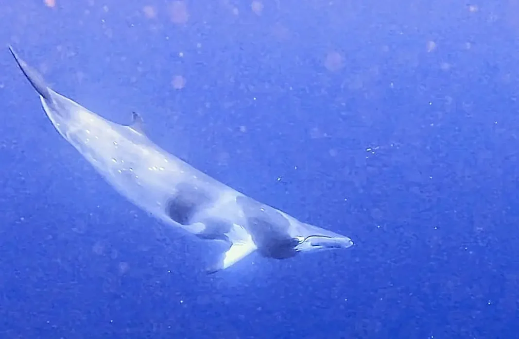 Une nouvelle espèce de baleine observée à Mayotte
