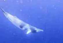 Une nouvelle espèce de baleine observée à Mayotte Une nouvelle espèce de baleine observée à Mayotte