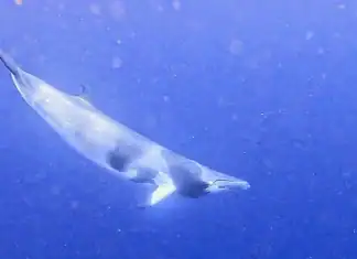 Une nouvelle espèce de baleine observée à Mayotte Une nouvelle espèce de baleine observée à Mayotte