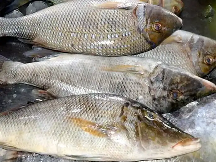 La vente de poissons interdite dans le magasin « Somaco Sana »