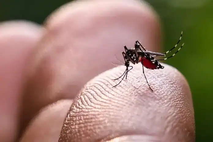 Le paludisme réapparaît à Mayotte après plusieurs années sans cas locaux Le paludisme réapparaît à Mayotte après plusieurs années sans cas locaux