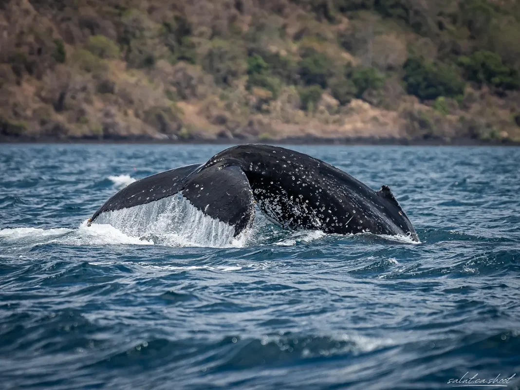 Première édition du Festival de la baleine à Mayotte