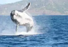 Protection des cétacés : clôture du projet Wujua 2 (Ceta’Mahore) Protection des cétacés : clôture du projet Wujua 2 (Ceta’Mahore)