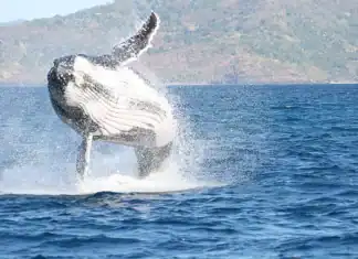 Protection des cétacés : clôture du projet Wujua 2 (Ceta’Maore) Protection des cétacés : clôture du projet Wujua 2 (Ceta’Mahore)