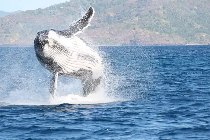 Protection des cétacés : clôture du projet Wujua 2 (Ceta’Mahore) Protection des cétacés : clôture du projet Wujua 2 (Ceta’Mahore)