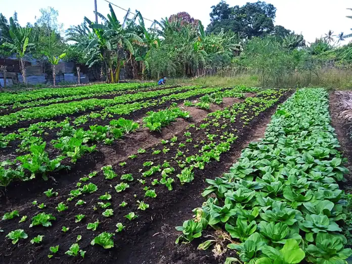 Un appel à projets pour renforcer les coopératives et groupements agricoles Un appel à projets pour renforcer les coopératives et groupements agricoles