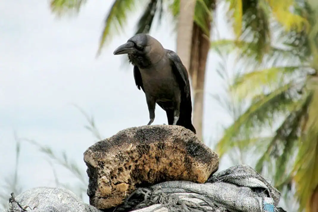 Un arrêté préfectoral pour éradiquer le corbeau familier