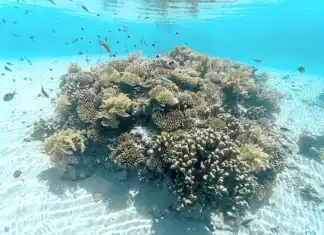 La biodiversité mahoraise face au défi de l’après-cyclone La biodiversité mahoraise face au défi de l’après-cyclone