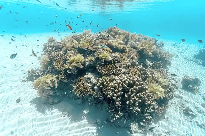 La biodiversité mahoraise face au défi de l’après-cyclone La biodiversité mahoraise face au défi de l’après-cyclone