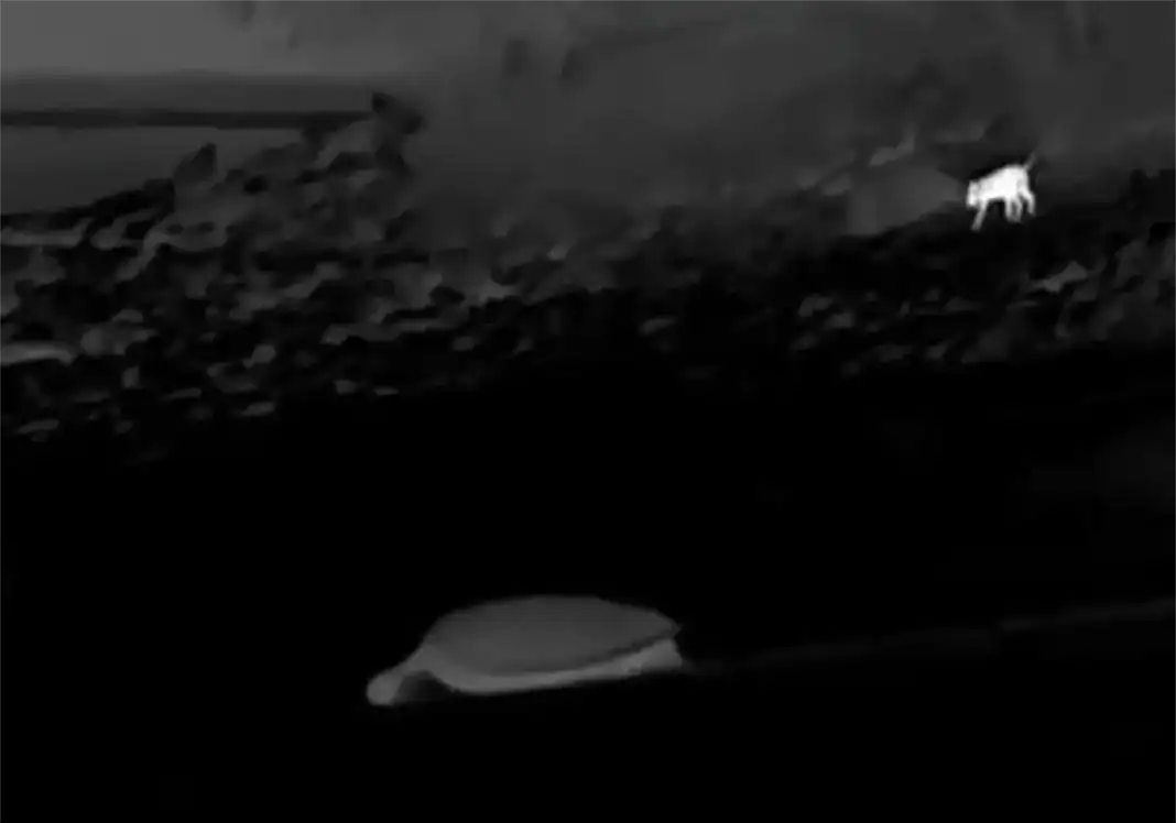 Prolifération des chiens errants : une menace pour les tortues marines