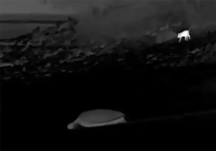 Prolifération des chiens errants : une menace pour les tortues marines