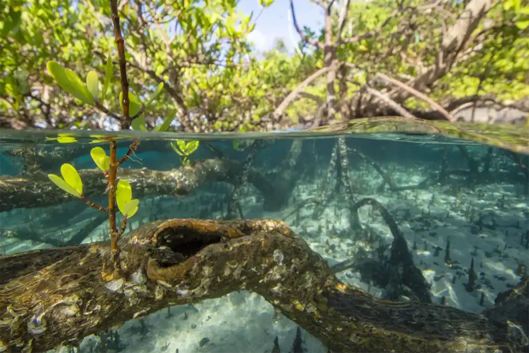 Une journée pour explorer et préserver l’environnement de Petite-Terre