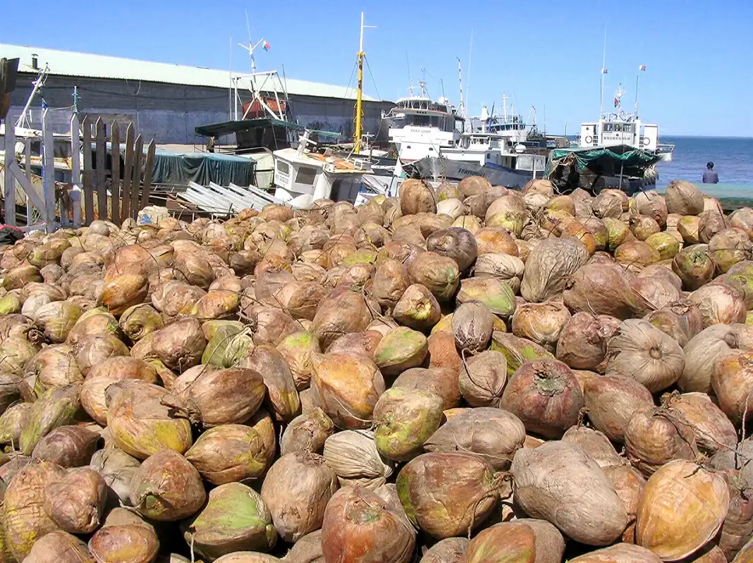40 000 cocos polynésiens pour faire renaître la cocoteraie de Mayotte