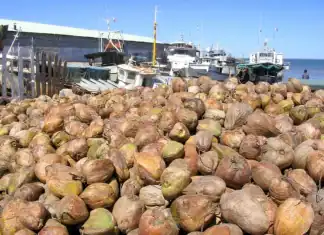 40 000 cocos polynésiens pour faire renaître la cocoteraie de Mayotte 40 000 cocos polynésiens pour faire renaître la cocoteraie de Mayotte