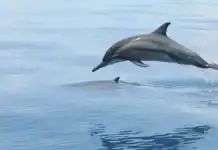 À Mayotte, un coup de pouce de l’OFB pour préserver l’environnement À Mayotte, un coup de pouce de l’OFB pour préserver l’environnement