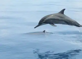 À Mayotte, un coup de pouce de l’OFB pour préserver l’environnement À Mayotte, un coup de pouce de l’OFB pour préserver l’environnement