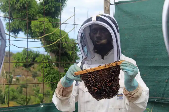 À Mayotte, un miel raffiné au service de la nature