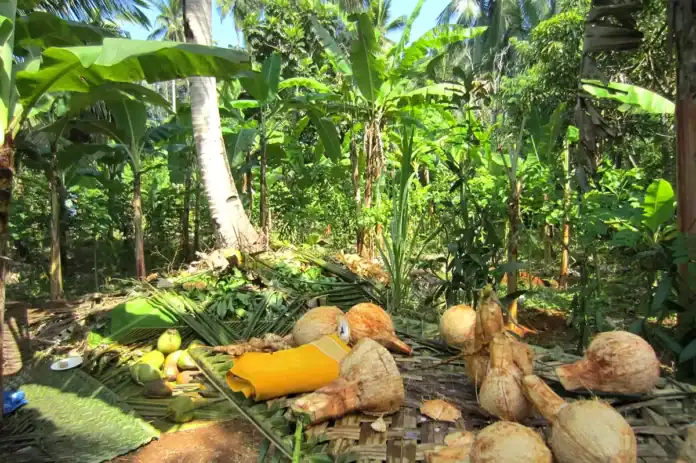 Appel à projets pour deux parcelles agricoles à Dembéni