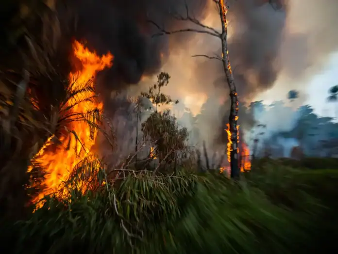 Feu de végétation à Moinatrindri : les pompiers viennent à bout des flammes