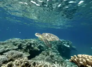 Oulanga Na Nyamba en danger : un tissu associatif fragilisé au niveau national Oulanga Na Nyamba en danger : un tissu associatif fragilisé au niveau national