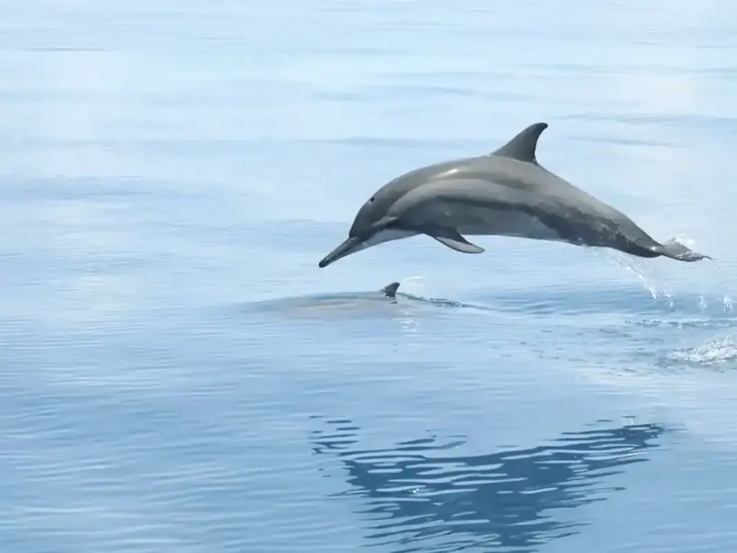 Sensibilisation à la préservation des mammifères marins à Ouangani