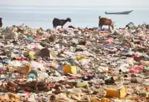 700 tonnes d’emballages recyclés par Citeo à Mayotte 700 tonnes d'emballages recyclés par Citeo à Mayotte
