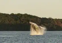 Deux géants des mers observés à Mayotte : une rencontre scientifique exceptionnelle Deux géants des mers observés à Mayotte : une rencontre scientifique exceptionnelle